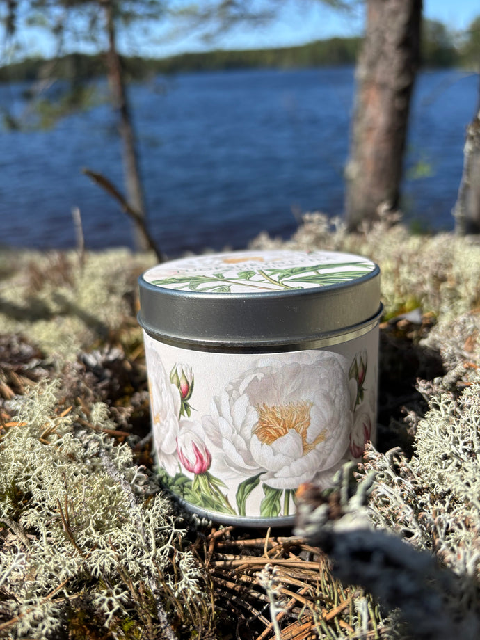 Tuoksukynttilä pioni, Sköna Ting